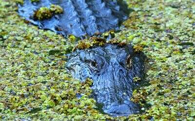 Alligator Alcatraz: When a Detention Center Becomes a Photo Op